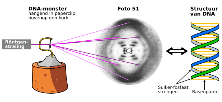 Rosalind Franklin En Haar Foto Van DNA | The Quantum Universe